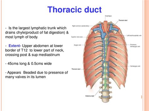 how long does it take for a chyle leak to heal|Chylothorax: Causes, Symptoms & Treatment